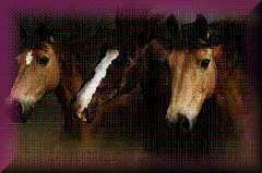 Essex Horse & Pony Protection
                  Society